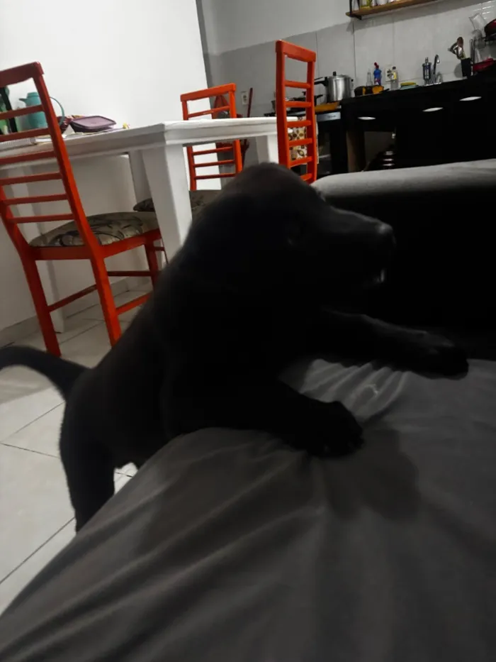 Cachorro raça SRD-ViraLata idade 2 a 6 meses nome Dark