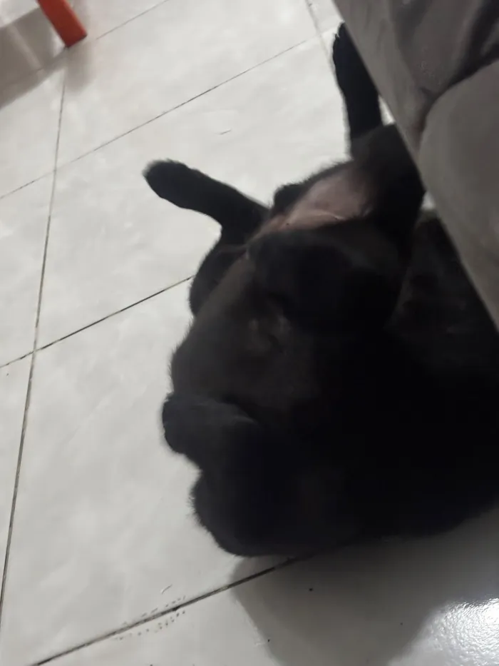 Cachorro raça SRD-ViraLata idade 2 a 6 meses nome Dark