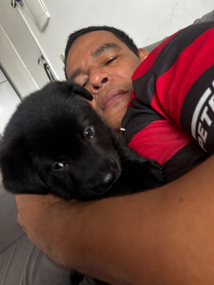 Cachorro raça SRD-ViraLata idade 2 a 6 meses nome Dark