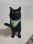 Apollo