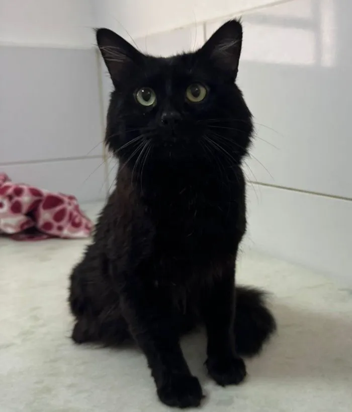 Gato raça SRD-ViraLata idade 1 ano nome Apollo