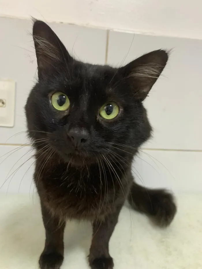 Gato raça SRD-ViraLata idade 1 ano nome Apollo