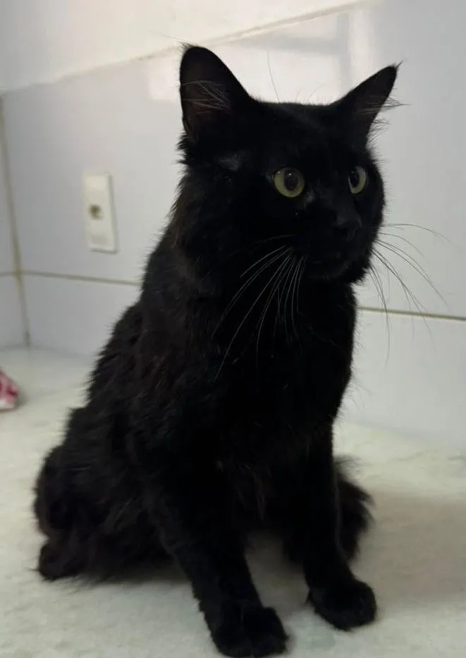 Gato raça SRD-ViraLata idade 1 ano nome Apollo