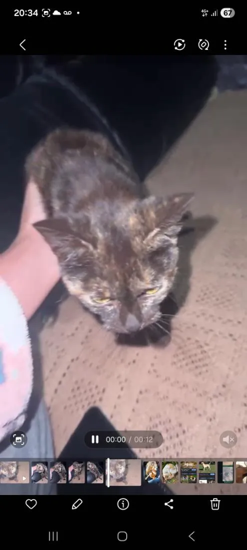 Gato raça SRD-ViraLata idade 2 a 6 meses nome Escaminha