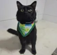 Apollo