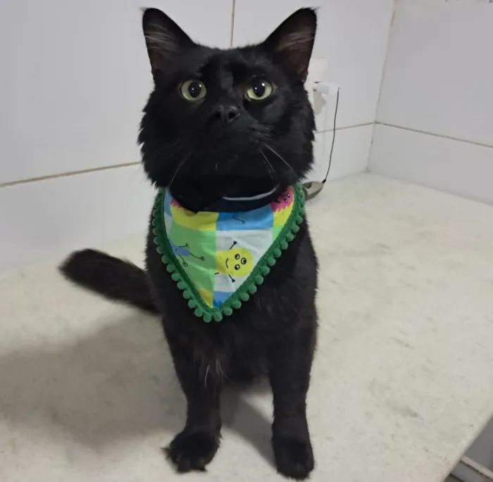 Gato raça SRD-ViraLata idade 1 ano nome Apollo