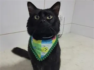 Gato raça SRD-ViraLata idade 1 ano nome Apollo