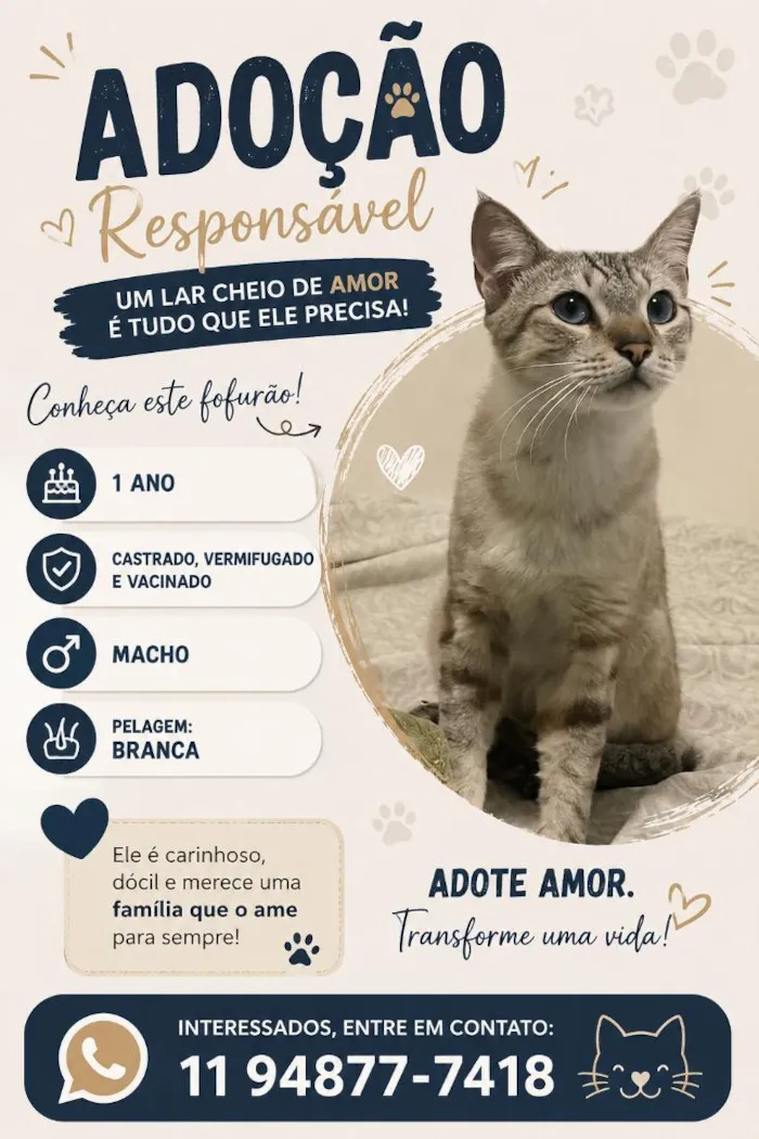 Gato raça SRD-ViraLata idade 1 ano nome Shane