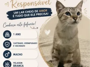 Gato raça SRD-ViraLata idade 1 ano nome Shane