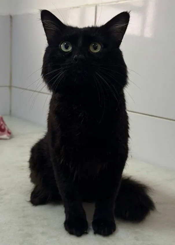 Gato raça SRD-ViraLata idade 1 ano nome Apollo