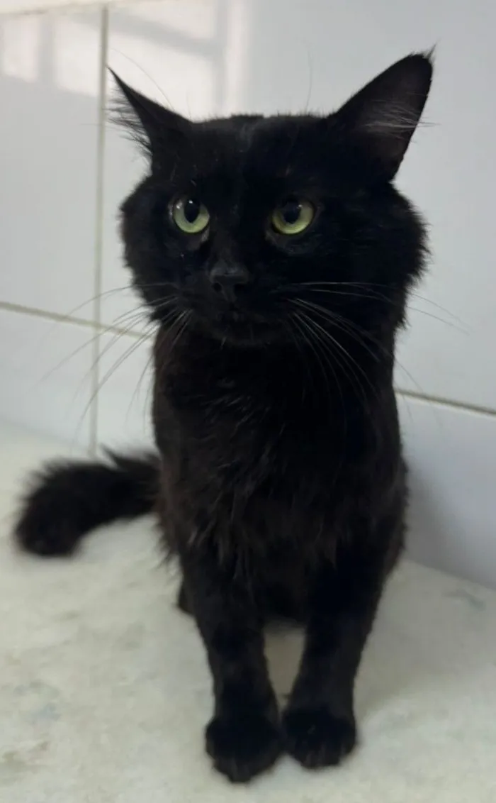 Gato raça SRD-ViraLata idade 1 ano nome Apollo