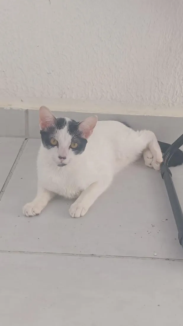 Gato raça SRD-ViraLata idade 2 a 6 meses nome Luna