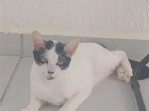 Gato raça SRD-ViraLata idade 2 a 6 meses nome Luna
