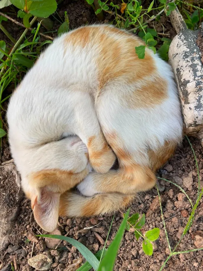 Gato raça SRD-ViraLata idade 2 a 6 meses nome Me dá uma chance?