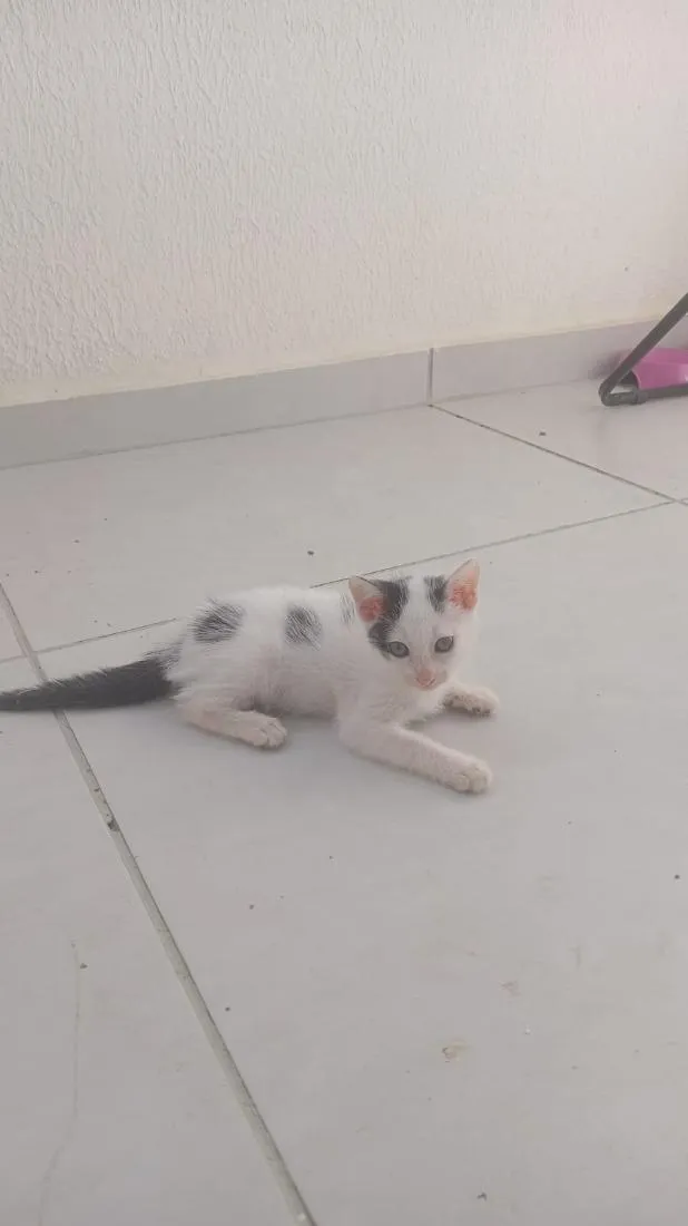 Gato raça SRD-ViraLata idade 2 a 6 meses nome Kristoff