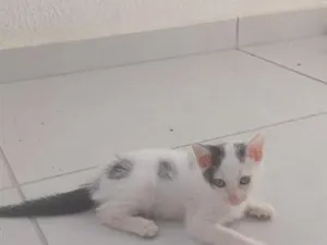 Gato raça SRD-ViraLata idade 2 a 6 meses nome Kristoff