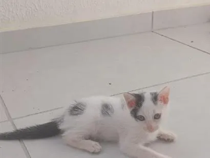 Gato raça SRD-ViraLata idade 2 a 6 meses nome Kristoff