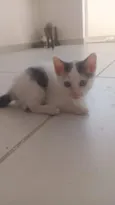 Sven