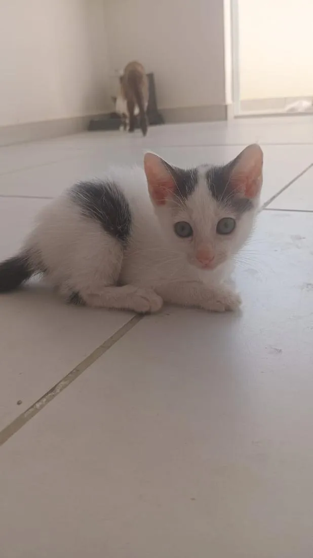 Gato raça SRD-ViraLata idade Abaixo de 2 meses nome Sven