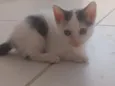 Sven