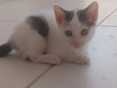 Gato raça SRD-ViraLata idade Abaixo de 2 meses nome Sven