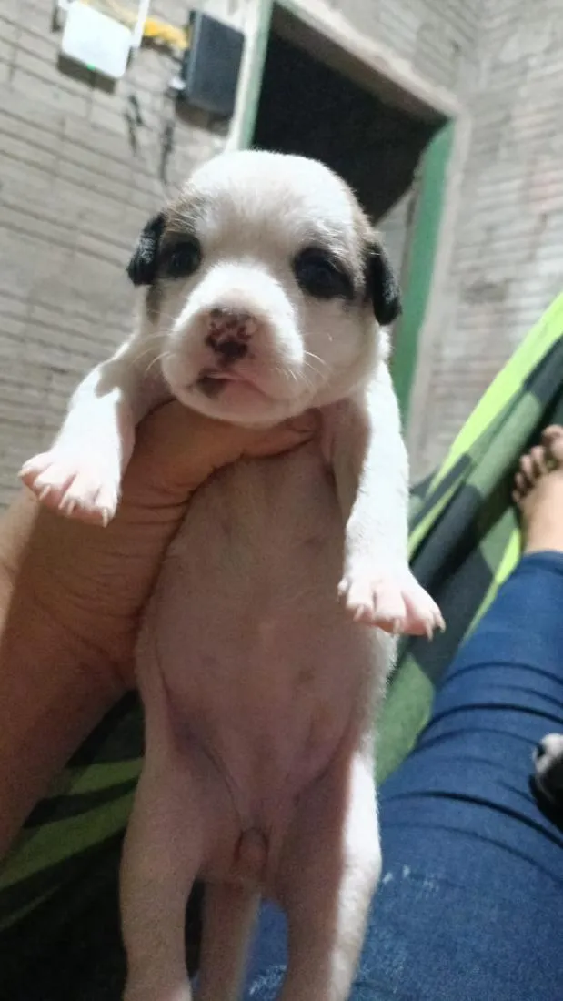 Cachorro raça SRD-ViraLata idade 2 a 6 meses nome uma é preciosa a branquinha
