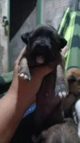uma é preciosa a branquinha
