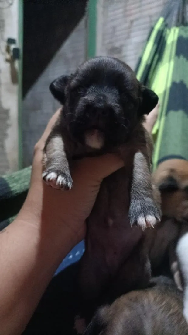Cachorro raça SRD-ViraLata idade 2 a 6 meses nome uma é preciosa a branquinha
