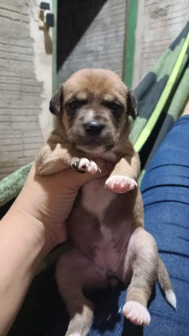 Cachorro raça SRD-ViraLata idade 2 a 6 meses nome uma é preciosa a branquinha
