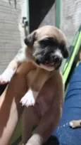 uma é preciosa a branquinha