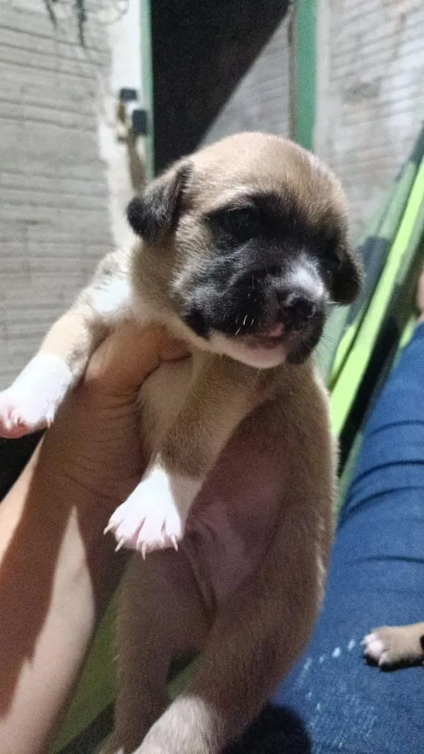 Cachorro raça SRD-ViraLata idade 2 a 6 meses nome uma é preciosa a branquinha