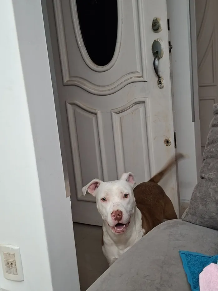 Cachorro raça Pit-Bull idade 1 ano nome havina