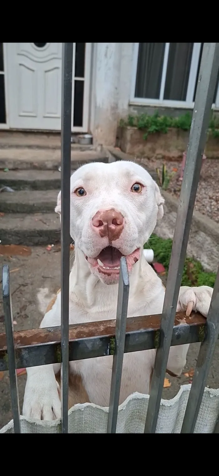 Cachorro raça Pit-Bull idade 1 ano nome havina