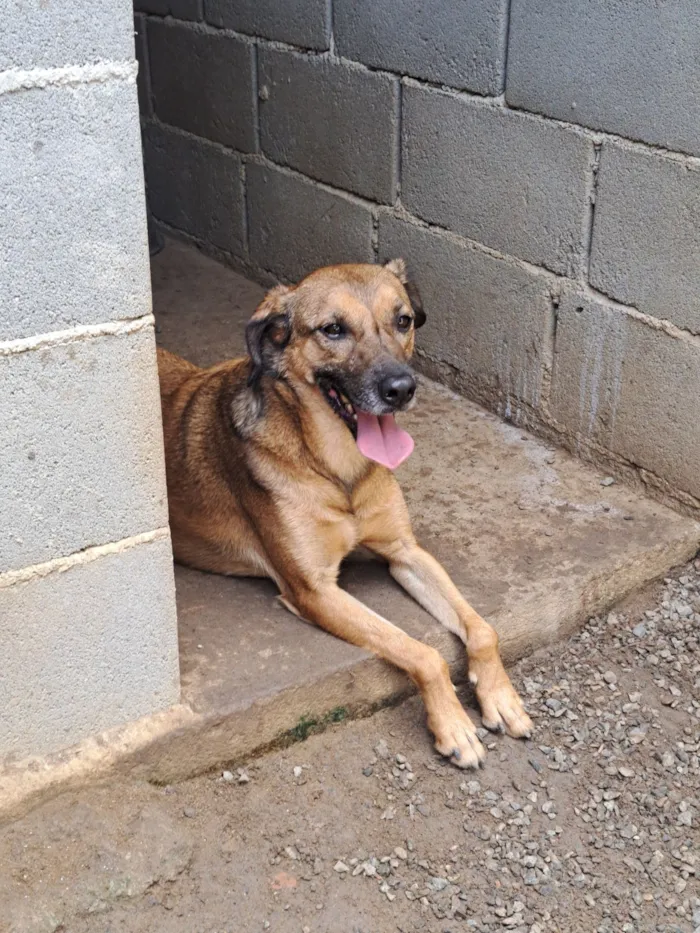 Cachorro raça SRD idade 2 a 6 meses nome Natalino