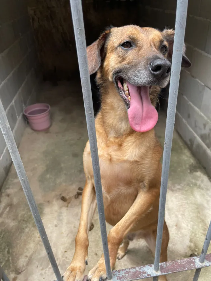 Cachorro raça SRD idade 2 a 6 meses nome Natalino