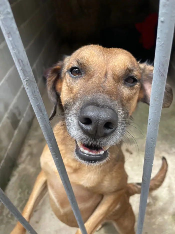 Cachorro raça SRD idade 2 a 6 meses nome Natalino