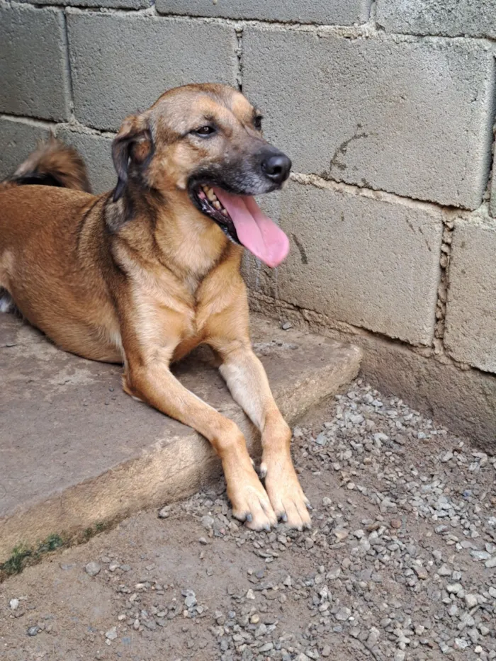 Cachorro raça SRD idade 2 a 6 meses nome Natalino