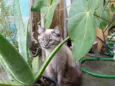 Peludinho 