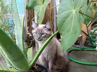 Gato raça SRD-ViraLata idade 1 ano nome Peludinho 