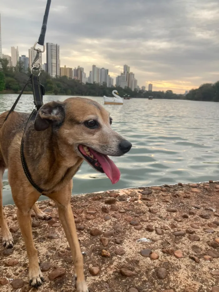 Cachorro raça SRD-ViraLata idade 6 ou mais anos nome Costela