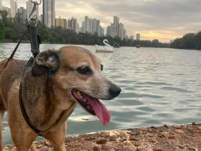 Cachorro raça SRD-ViraLata idade 6 ou mais anos nome Costela