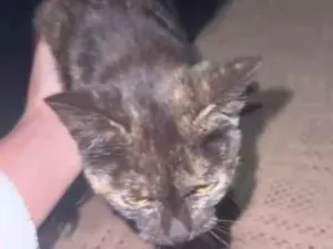 Gato raça SRD-ViraLata idade 2 a 6 meses nome Escaminha