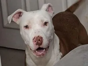 Cachorro raça Pit-Bull idade 1 ano nome havina