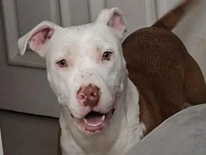 Cachorro raça Pit-Bull idade 1 ano nome havina