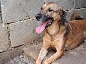 Cachorro raça SRD idade 2 a 6 meses nome Natalino