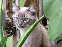 Gato raça SRD-ViraLata idade 1 ano nome Peludinho 