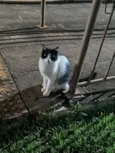 Mel