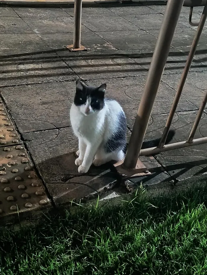 Gato raça SRD-ViraLata idade 1 ano nome Mel