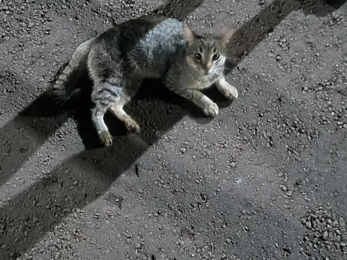 Gato raça SRD-ViraLata idade 1 ano nome Henrrico