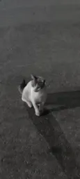 Pierre